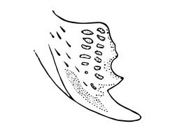   Osmia opima , diagram of female mandible, diagram modified from Romankova 1985 
